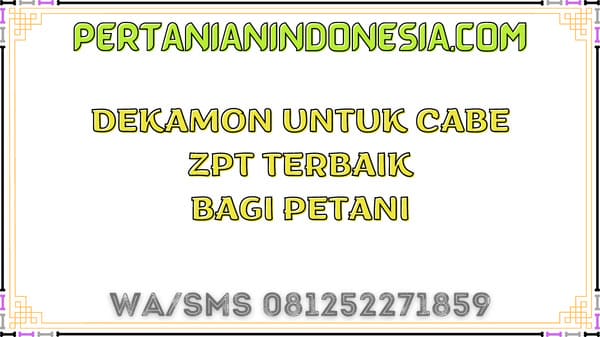 Dekamon Untuk Cabe ZPT Terbaik Bagi Petani